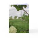 Wish You Were Here cards