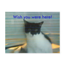 Wish you were here! postcards