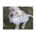 Wish You Were Here Yellow Labrador Retriever postcards