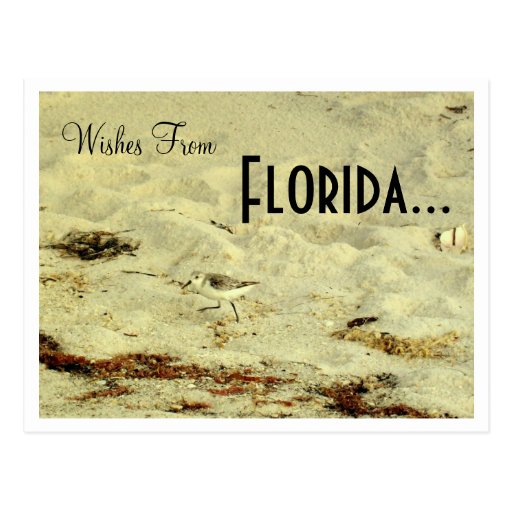 Wishes From, Florida... Post Cards