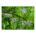 Wisteria, Abila... cards