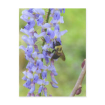 Wisteria and a bee post card
