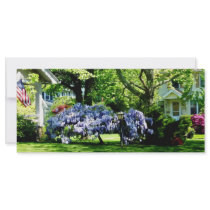Wisteria on Lawn