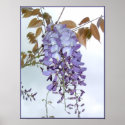 Wisteria posters
