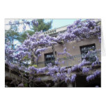 Wisteria Window cards