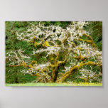 Witching Tree posters