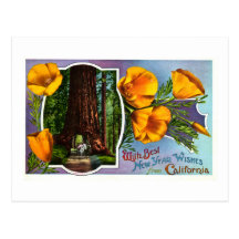 With Best New Year Wishes from California Postcards