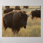 WKS Images Wildlife Poster