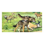 wolf and coyote photo cards