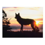 Wolf at Sunset Post Cards