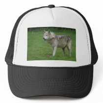Wolf at Woburn Safari Park Hats