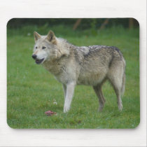 Wolf at Woburn Safari Park Mousepads