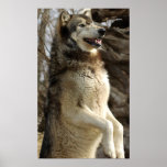 Wolf Beggin Print