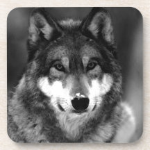 Wolf Beverage Coasters