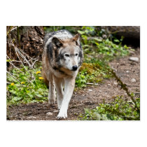 Wolf Business Card Templates