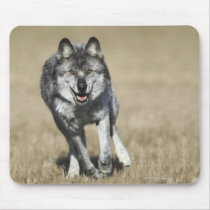 Wolf (Canis Lupus) Running Towards Camera Mousemats
