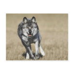 Wolf (Canis Lupus) Running Towards Camera Post Cards