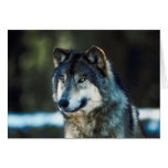 wolf cards