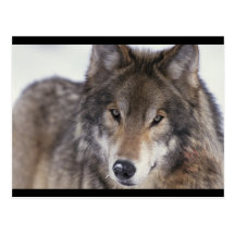 Wolf Close-Up Post Cards