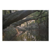 Wolf Creek, Florida. Photographic Print
