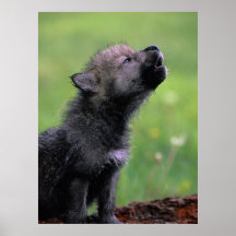 Wolf Cub Howling Posters