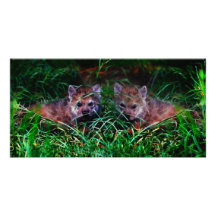 Wolf Cubs Personalized Photo Card