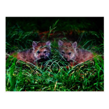 Wolf Cubs Post Card