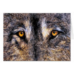 Wolf Eyes cards