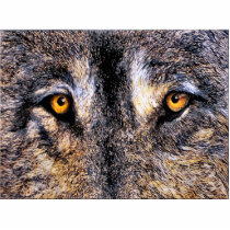 Wolf Eyes photo sculpture