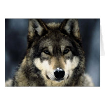 Wolf Greeting Cards