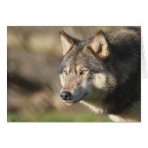 Wolf head shot cards