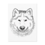 Wolf Head Sketch postcards