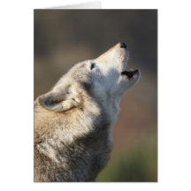 Wolf Howling Cards