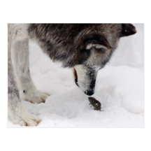 Wolf Meets Mouse Post Cards