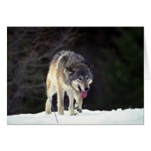 Wolf on snowy horizon greeting cards