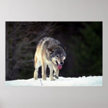 Wolf on snowy horizon poster