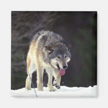 Wolf on snowy horizon refrigerator magnet