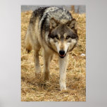 Wolf on the Prowl Posters
