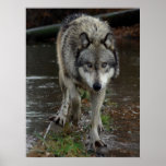 Wolf On the Prowl Posters