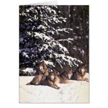 Wolf pack at edge of snowy woods card