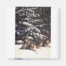 Wolf pack at edge of snowy woods refrigerator magnet