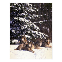 Wolf pack at edge of snowy woods postcard