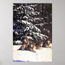 Wolf pack at edge of snowy woods posters