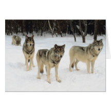 Wolf Pack Card