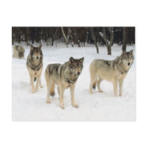 Wolf Pack Postcards