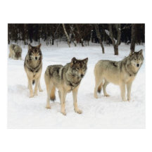 Wolf Pack Postcards