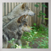 Wolf Pair Poster