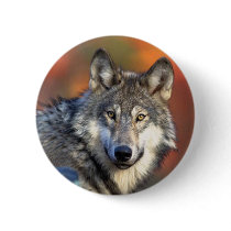 Wolf Photograph