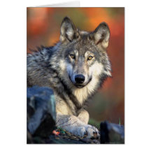 Wolf Photograph Card