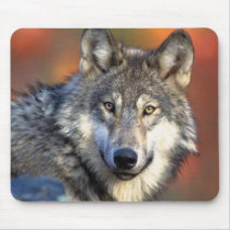 Wolf Photograph